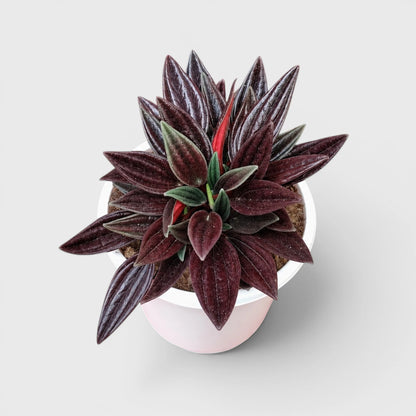 Peperomia Tanaman (Peperomia Caperata Red Rosso) Well Rooted Mature Indoor Plant