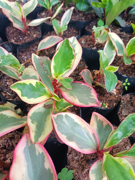 Peperomia Clusiifolia: Grab Yours Succulent at Frek! - My Store