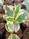 Peperomia Clusiifolia Tricolor : Grab Yours Succulent at Frek! – Bare-Rooted