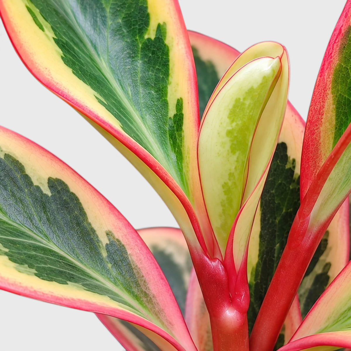 Peperomia Clusiifolia Tricolor – Red Edge Peperomia