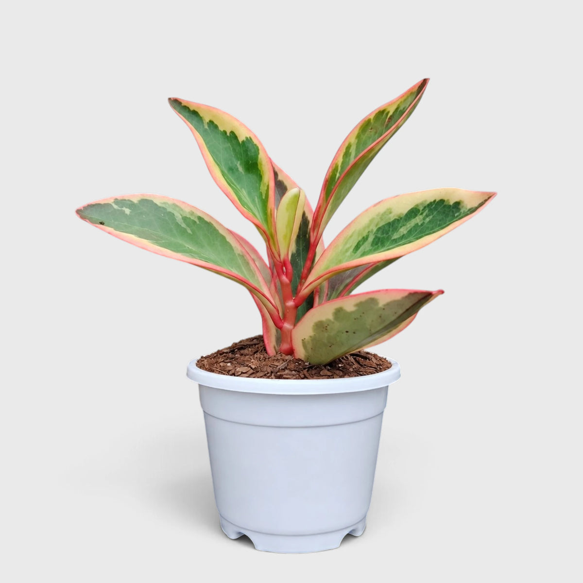 Peperomia Clusiifolia Tricolor – Red Edge Peperomia