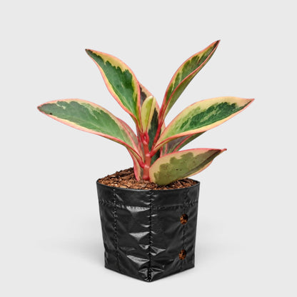Peperomia Clusiifolia Tricolor – Red Edge Peperomia