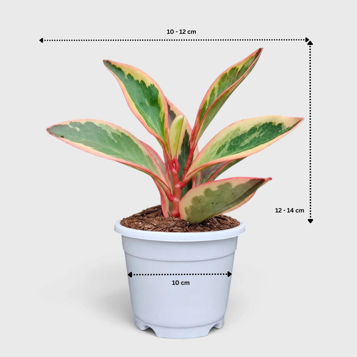 Peperomia Clusiifolia Tricolor – Red Edge Peperomia