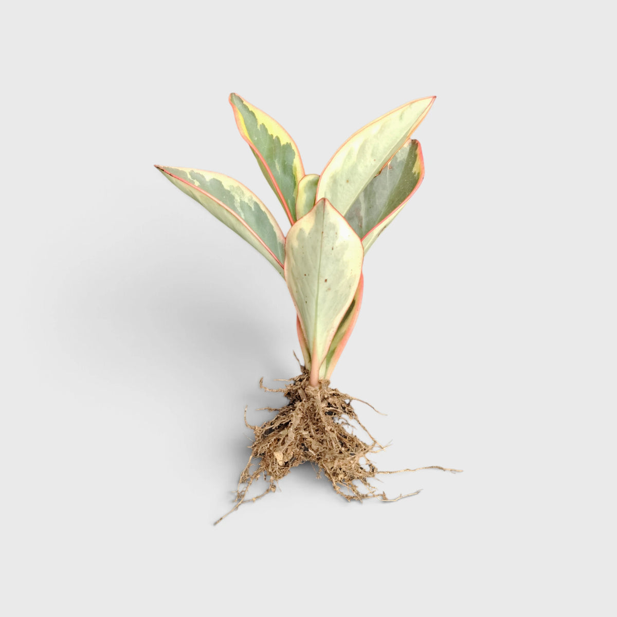 Peperomia Clusiifolia Tricolor – Red Edge Peperomia
