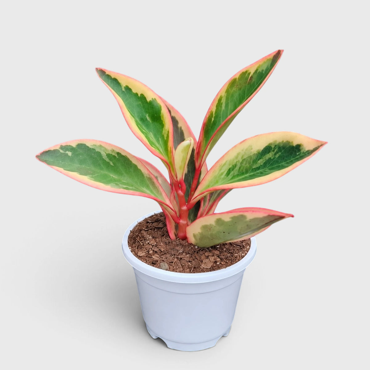 Peperomia Clusiifolia Tricolor – Red Edge Peperomia