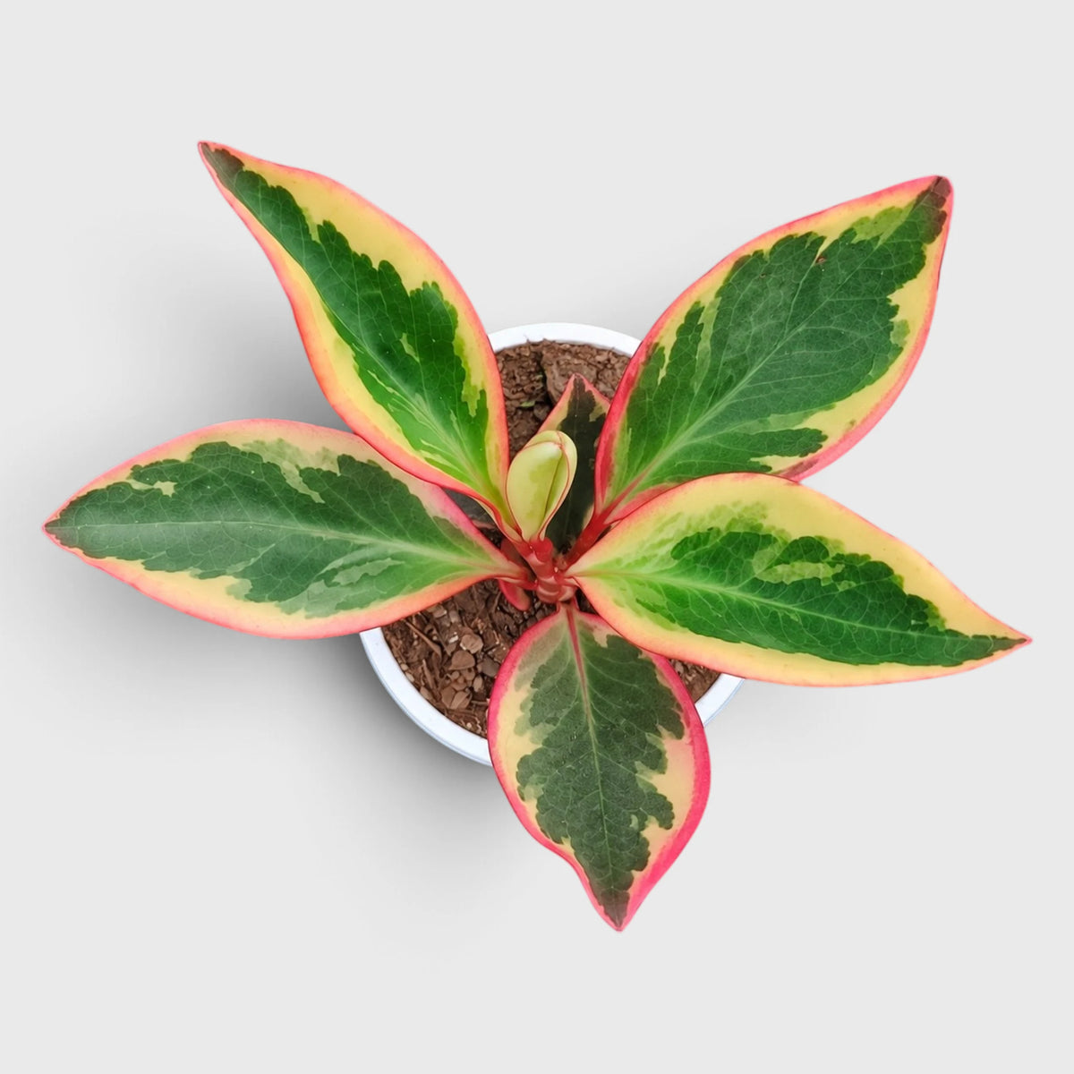 Peperomia Clusiifolia Tricolor – Red Edge Peperomia