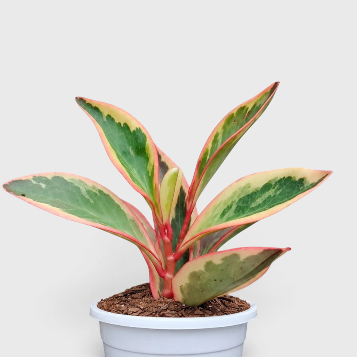 Peperomia Clusiifolia Tricolor – Red Edge Peperomia