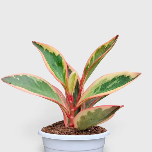 Peperomia Clusiifolia Tricolor – Red Edge Peperomia