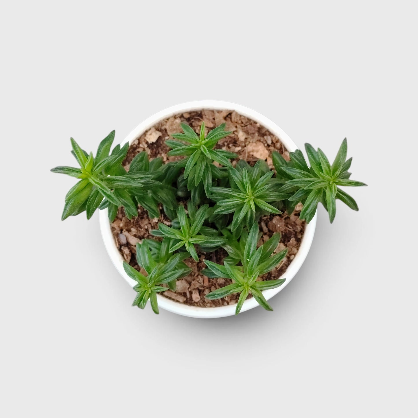 Peperomia Dolabriformis – Prayer Peperomia Succulent with Folded Leaves