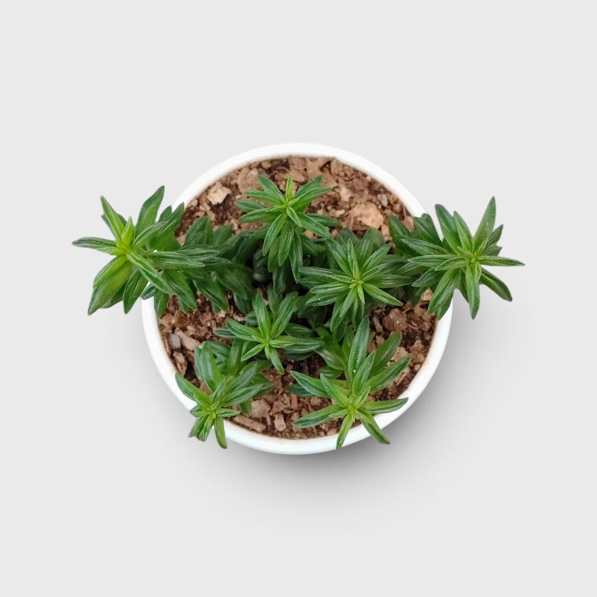 Peperomia Dolabriformis – Prayer Peperomia Succulent with Folded Leaves