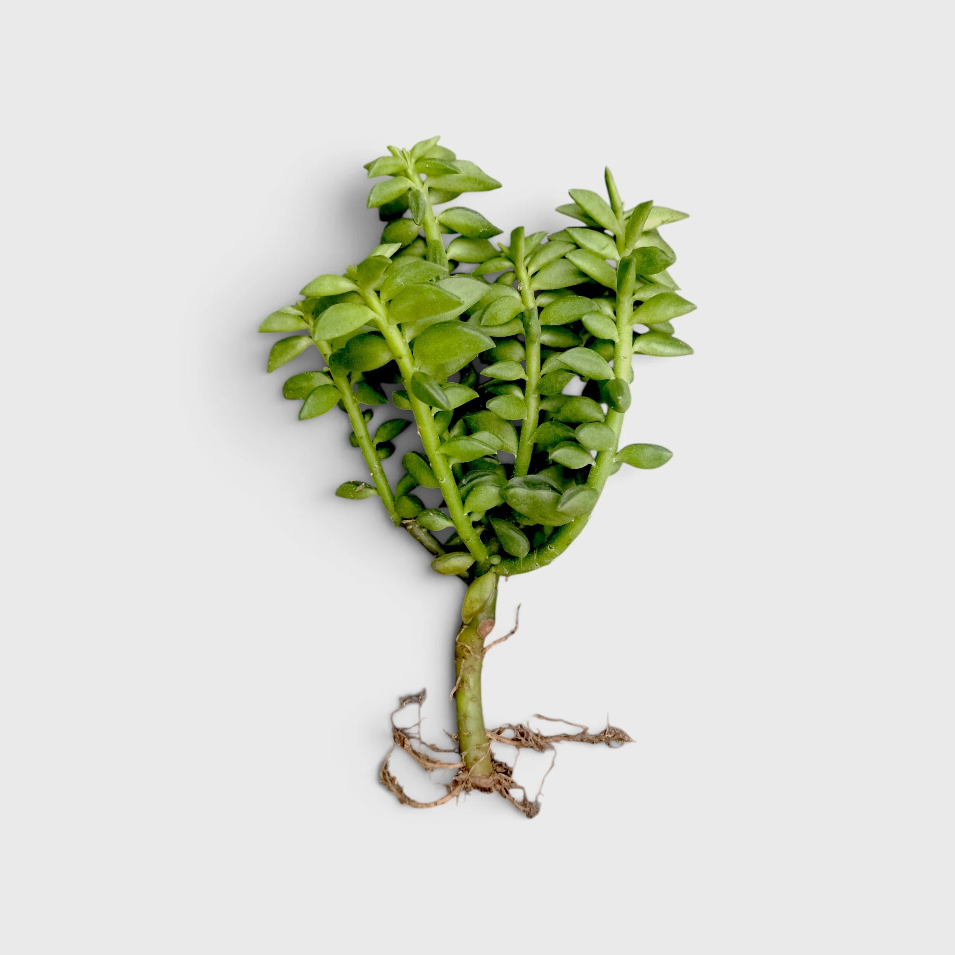 Peperomia Dolabriformis – Prayer Peperomia Succulent with Folded Leaves