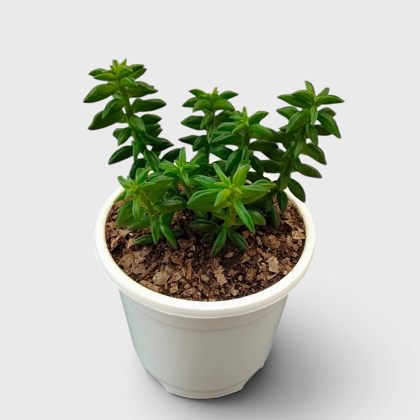 Peperomia Dolabriformis – Prayer Peperomia Succulent with Folded Leaves