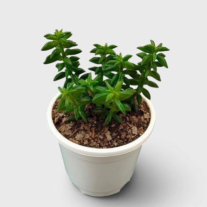 Peperomia Dolabriformis – Prayer Peperomia Succulent with Folded Leaves