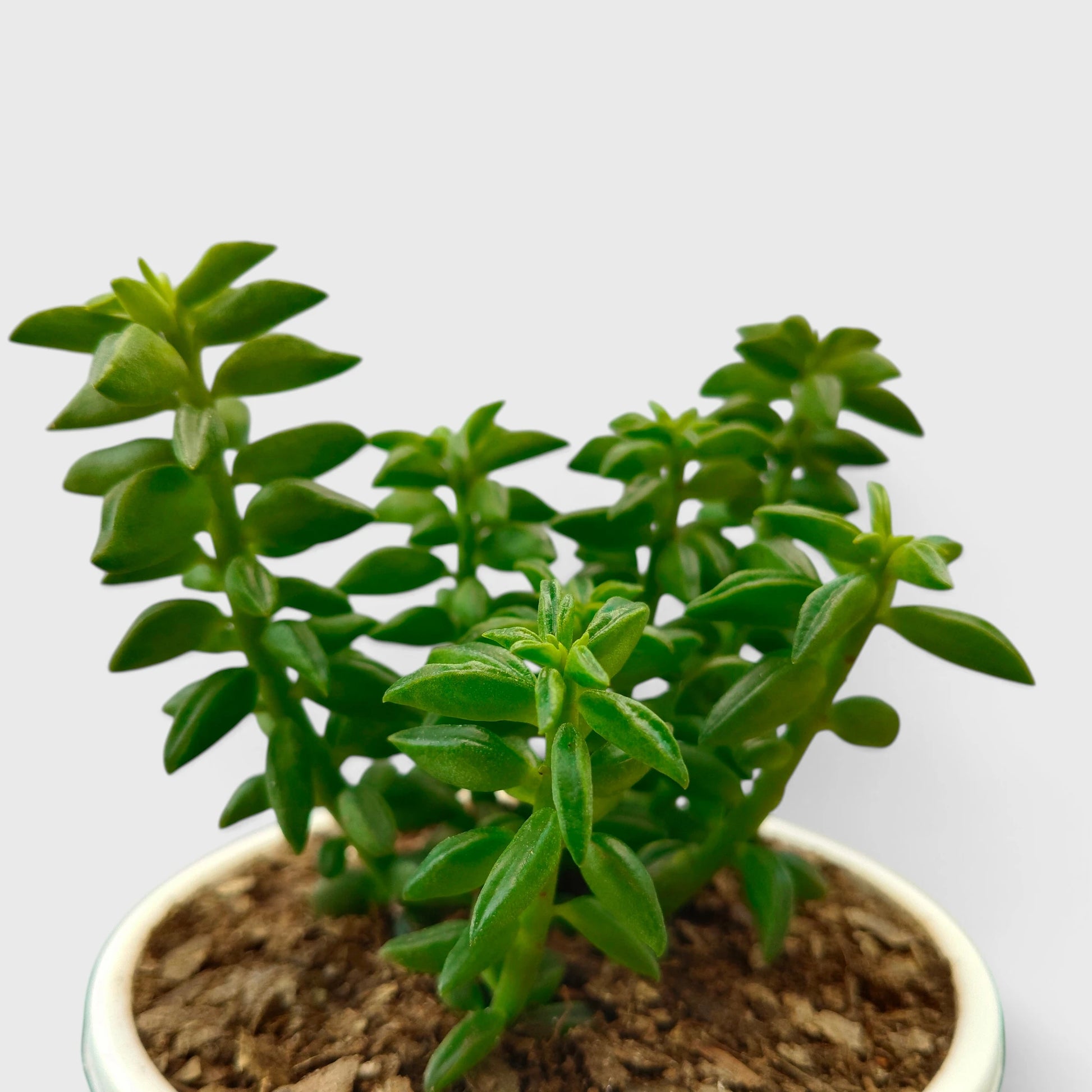 Peperomia Dolabriformis – Prayer Peperomia Succulent with Folded Leaves