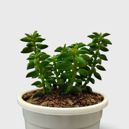 Peperomia Dolabriformis – Prayer Peperomia Succulent with Folded Leaves