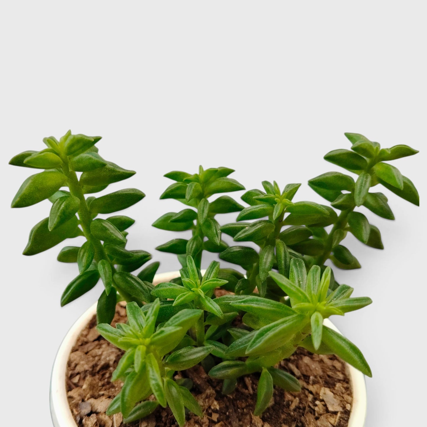 Peperomia Dolabriformis – Prayer Peperomia Succulent with Folded Leaves