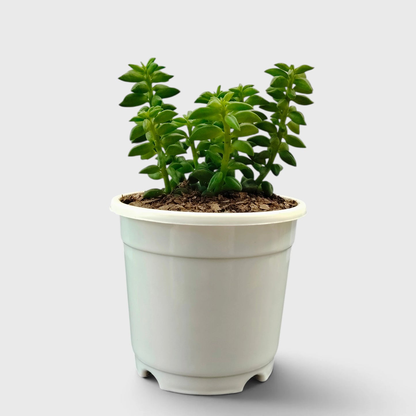 Peperomia Dolabriformis – Prayer Peperomia Succulent with Folded Leaves