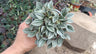 Peperomia caperata Frost (Silver Peperomia) – Bare-Rooted