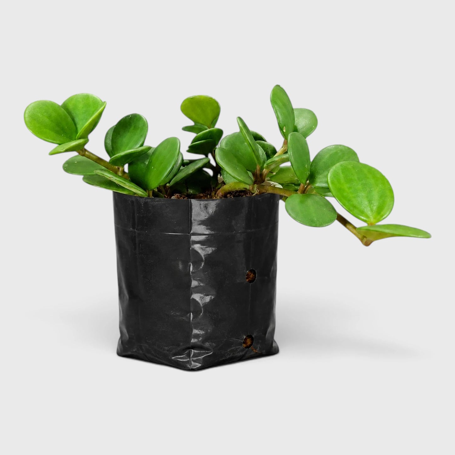 Peperomia Hope (Peperomia Tetraphylla) | Mature Hanging Indoor Plant