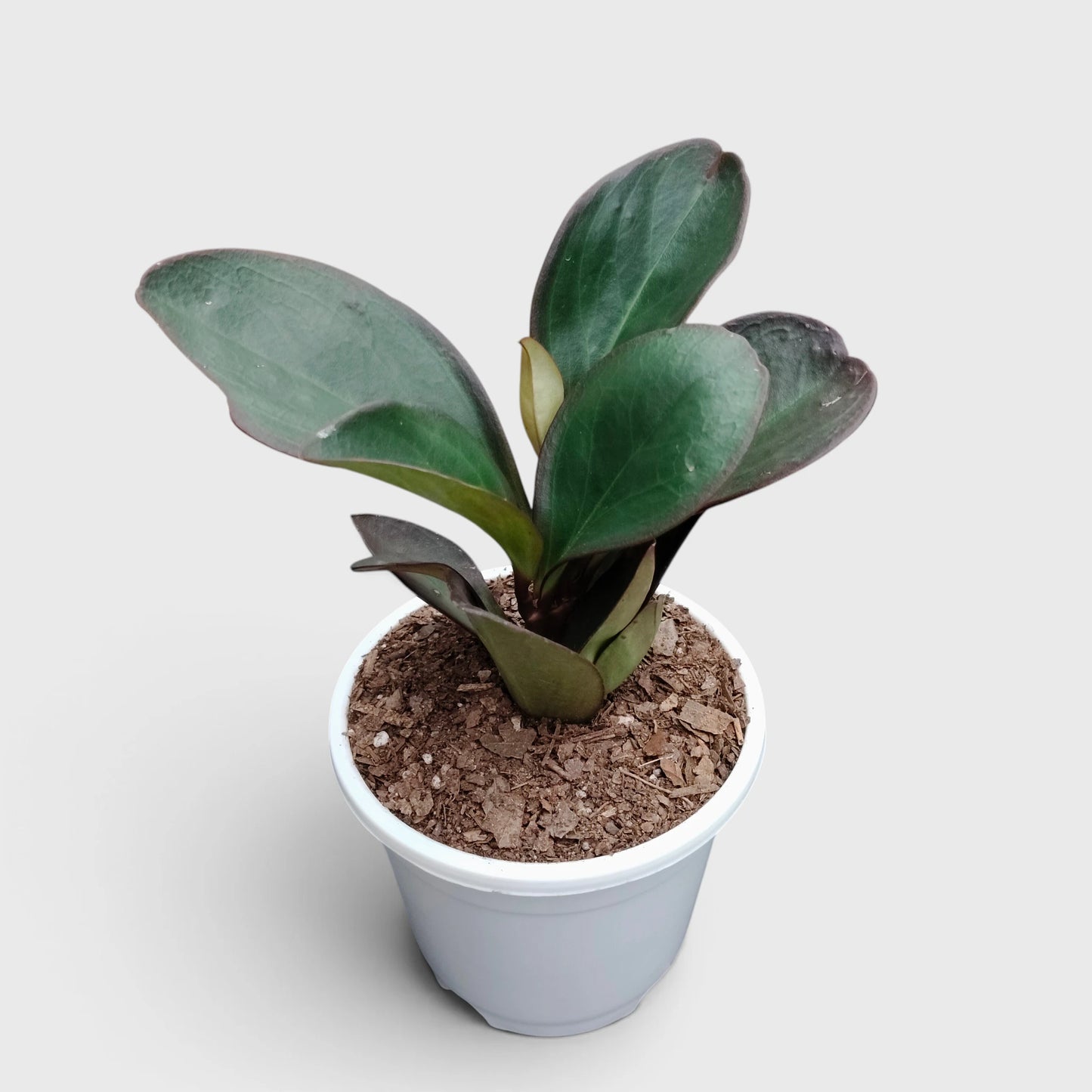 Peperomia Black Knight – Dark Green Baby Rubber Plant