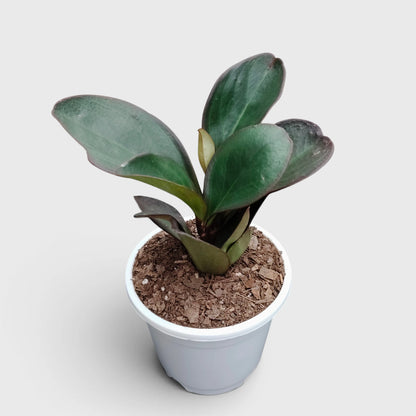 Peperomia Black Knight – Dark Green Baby Rubber Plant