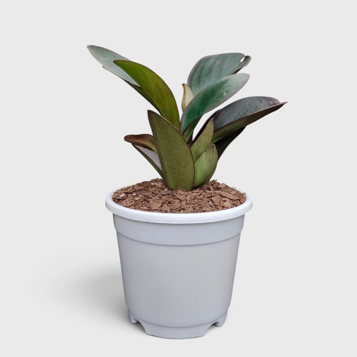 Peperomia Black Knight – Dark Green Baby Rubber Plant
