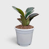 Peperomia Black Knight – Dark Green Baby Rubber Plant
