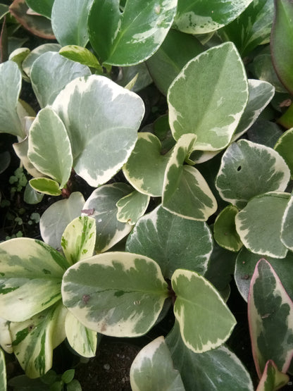 Peperomia Obtusifolia: Rubber Plant - Shop at Frek! - My Store