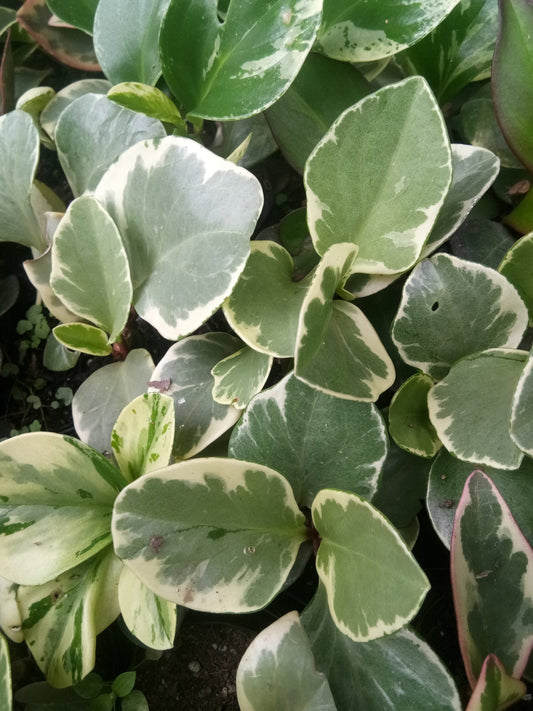 Peperomia Obtusifolia: Rubber Plant - Shop at Frek! - My Store