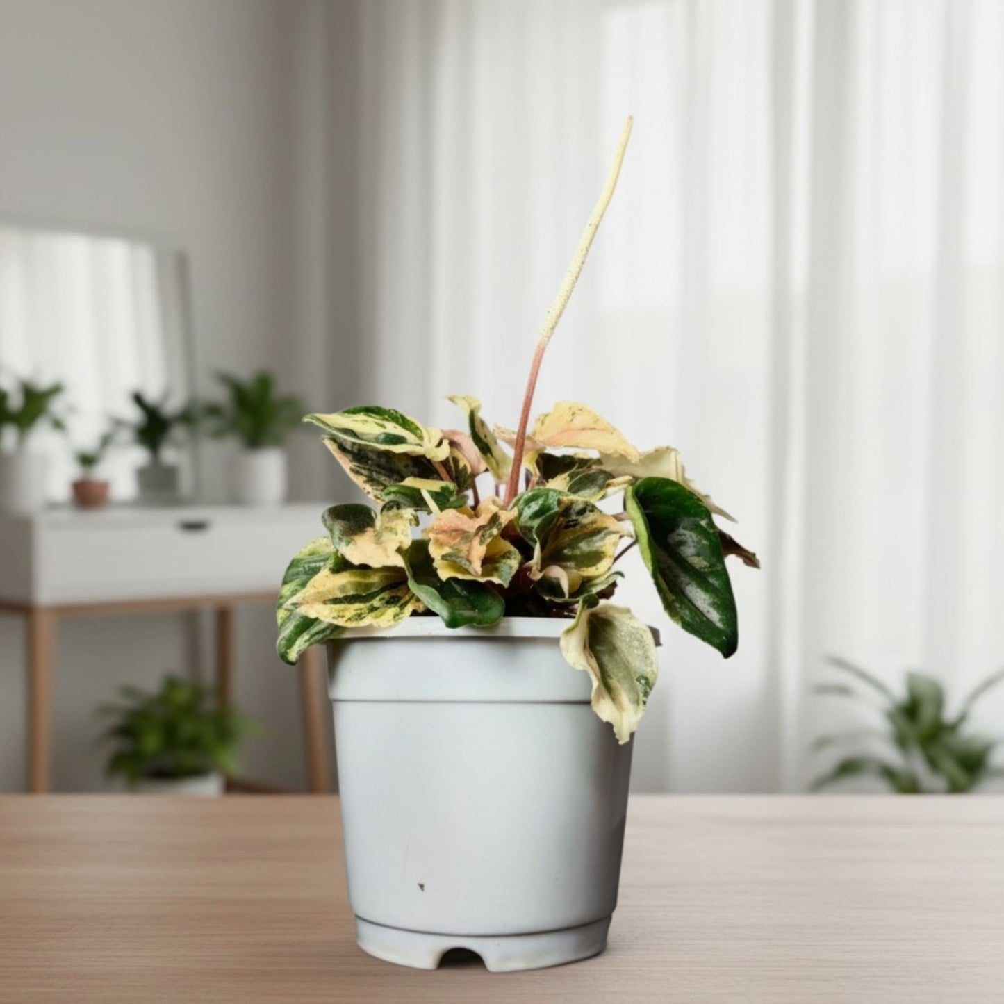 Peperomia Caperata ‘Pink Lady’ Variegated – Compact Indoor Foliage Plant