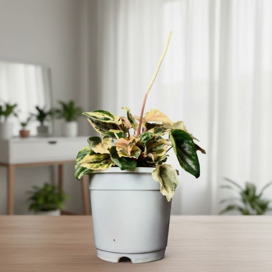 Peperomia Caperata ‘Pink Lady’ Variegated – Compact Indoor Foliage Plant