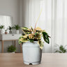 Peperomia Caperata ‘Pink Lady’ Variegated – Compact Indoor Foliage Plant