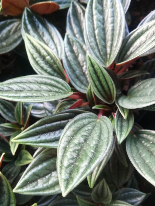 Peperomia Rosso: Air - Purifying Succulent for Home and Office - My Store