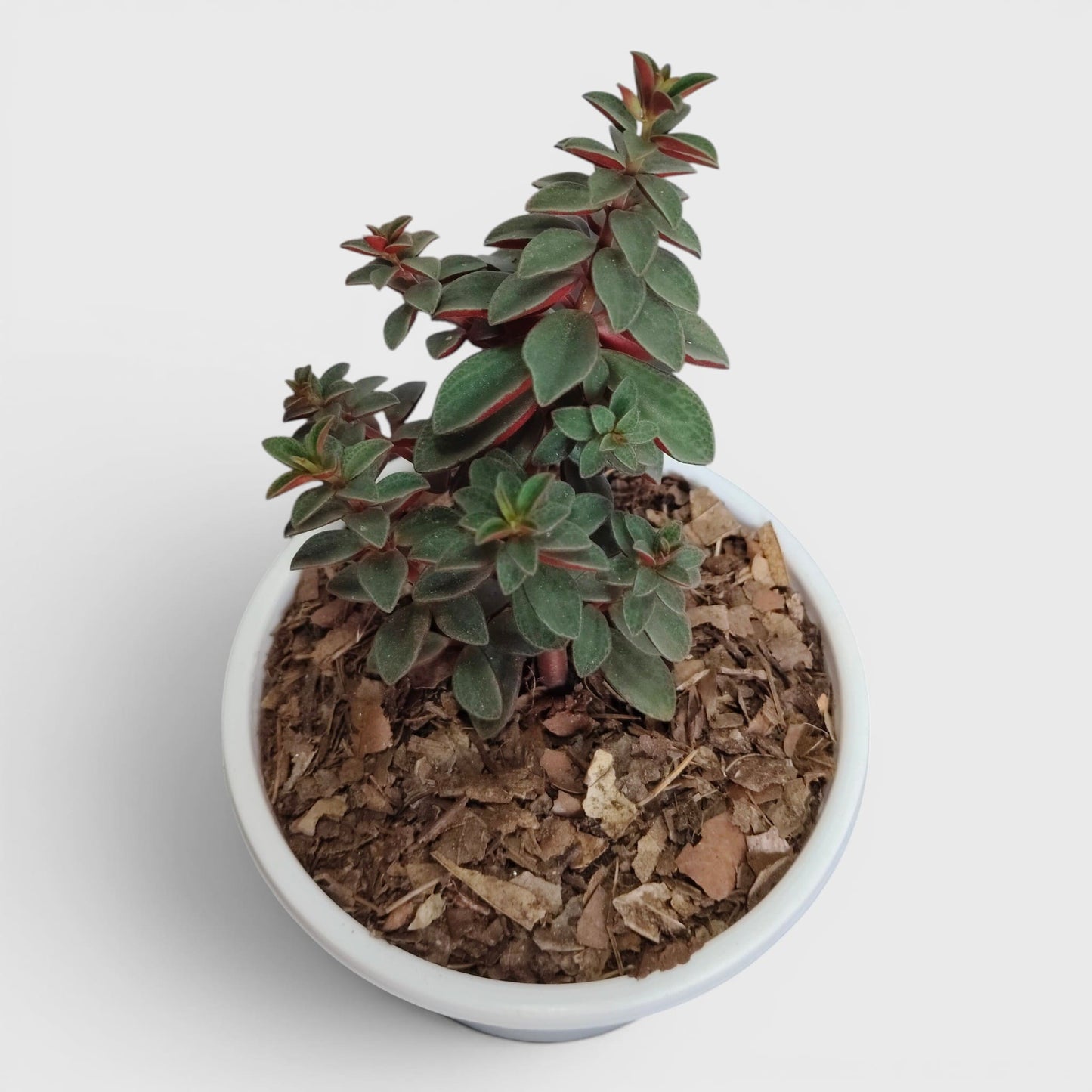 Peperomia Rubella – Trailing Peperomia Indoor Plant | Hanging Air Purifying Houseplant | Bare Rooted
