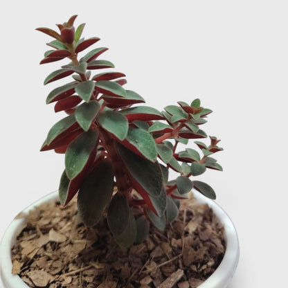Peperomia Rubella – Trailing Peperomia Indoor Plant | Hanging Air Purifying Houseplant | Bare Rooted