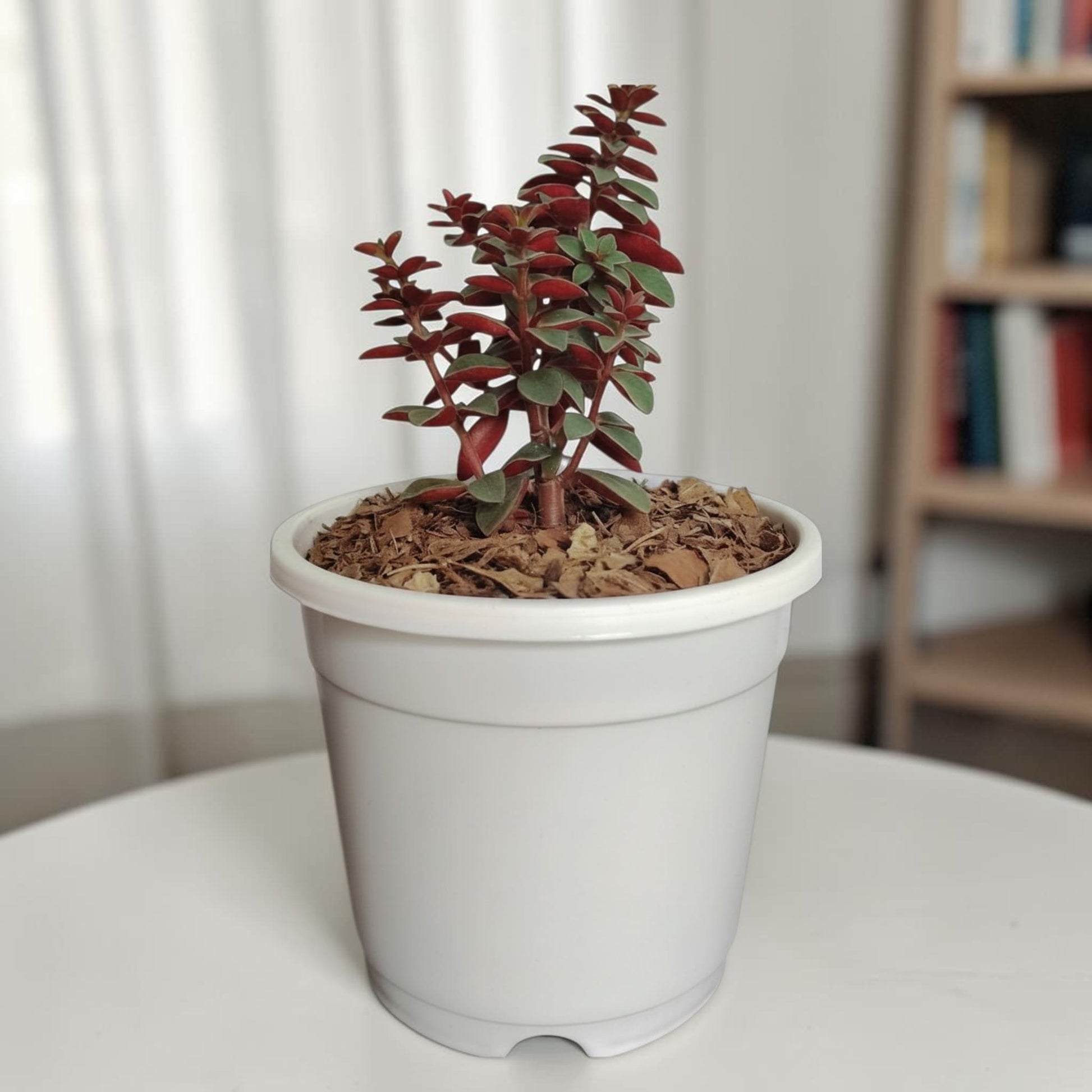 Peperomia Rubella – Trailing Peperomia Indoor Plant | Hanging Air Purifying Houseplant | Bare Rooted
