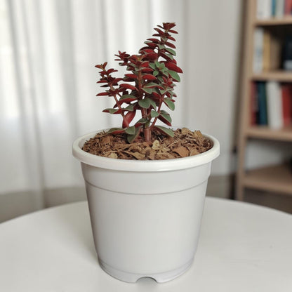 Peperomia Rubella – Trailing Peperomia Indoor Plant | Hanging Air Purifying Houseplant | Bare Rooted
