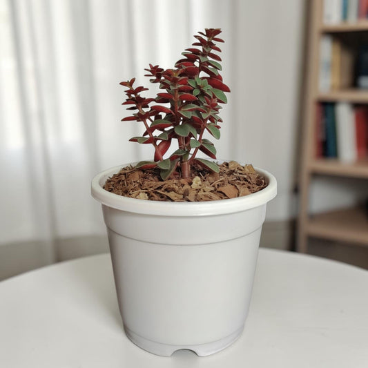 Peperomia Rubella – Trailing Peperomia Indoor Plant | Hanging Air Purifying Houseplant | Bare Rooted
