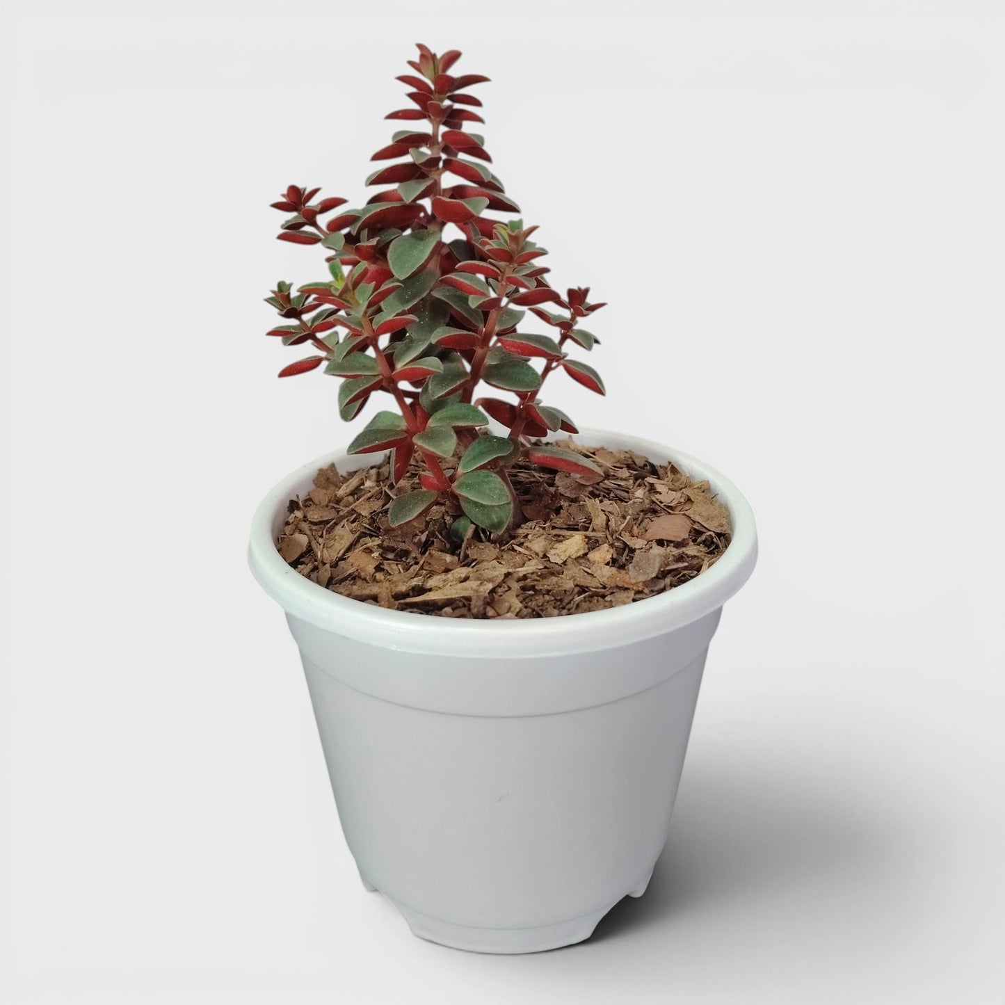 Peperomia Rubella – Trailing Peperomia Indoor Plant | Hanging Air Purifying Houseplant | Bare Rooted