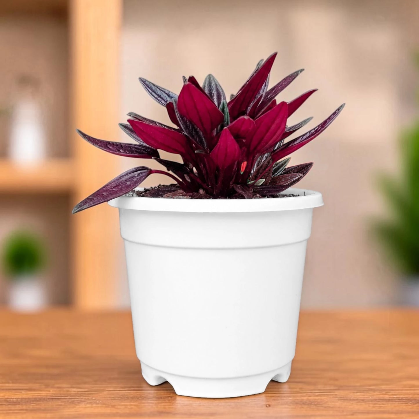 Peperomia Tanaman (Peperomia Caperata Red Rosso) Well Rooted Mature Indoor Plant