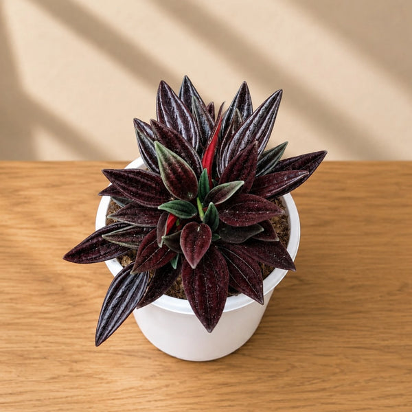 Peperomia Tanaman
