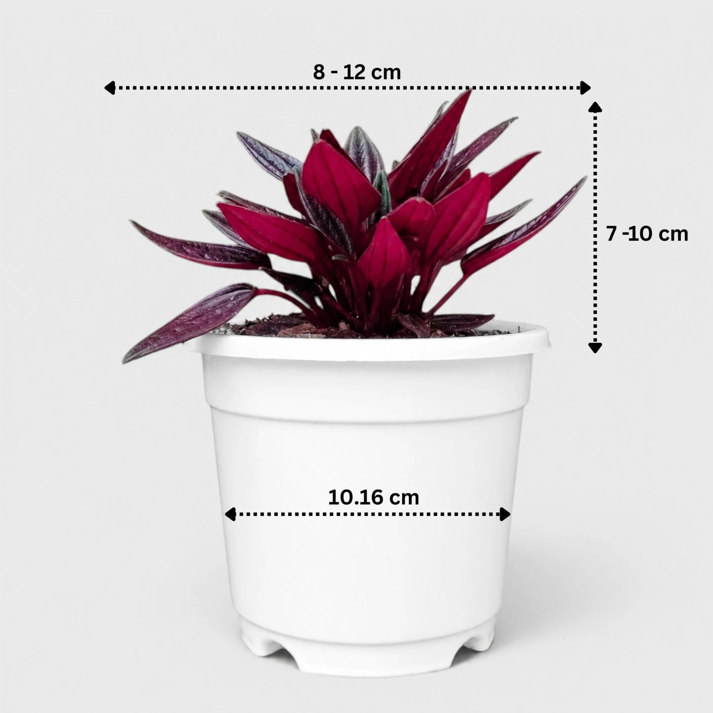 Peperomia Tanaman (Peperomia Caperata Red Rosso) Well Rooted Mature Indoor Plant