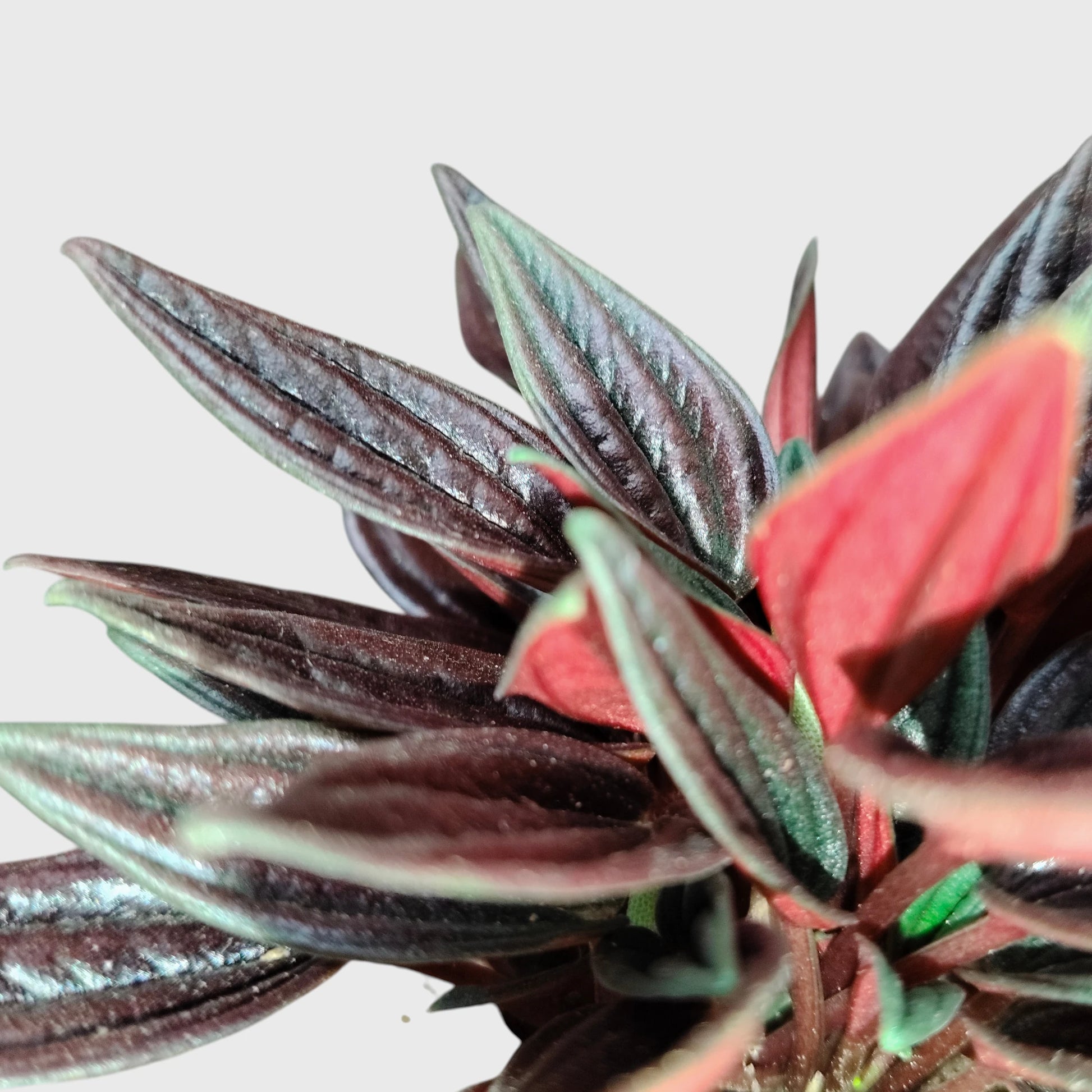 Peperomia Tanaman (Peperomia Caperata Red Rosso) Well Rooted Mature Indoor Plant