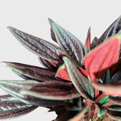 Peperomia Tanaman (Peperomia Caperata Red Rosso) Well Rooted Mature Indoor Plant