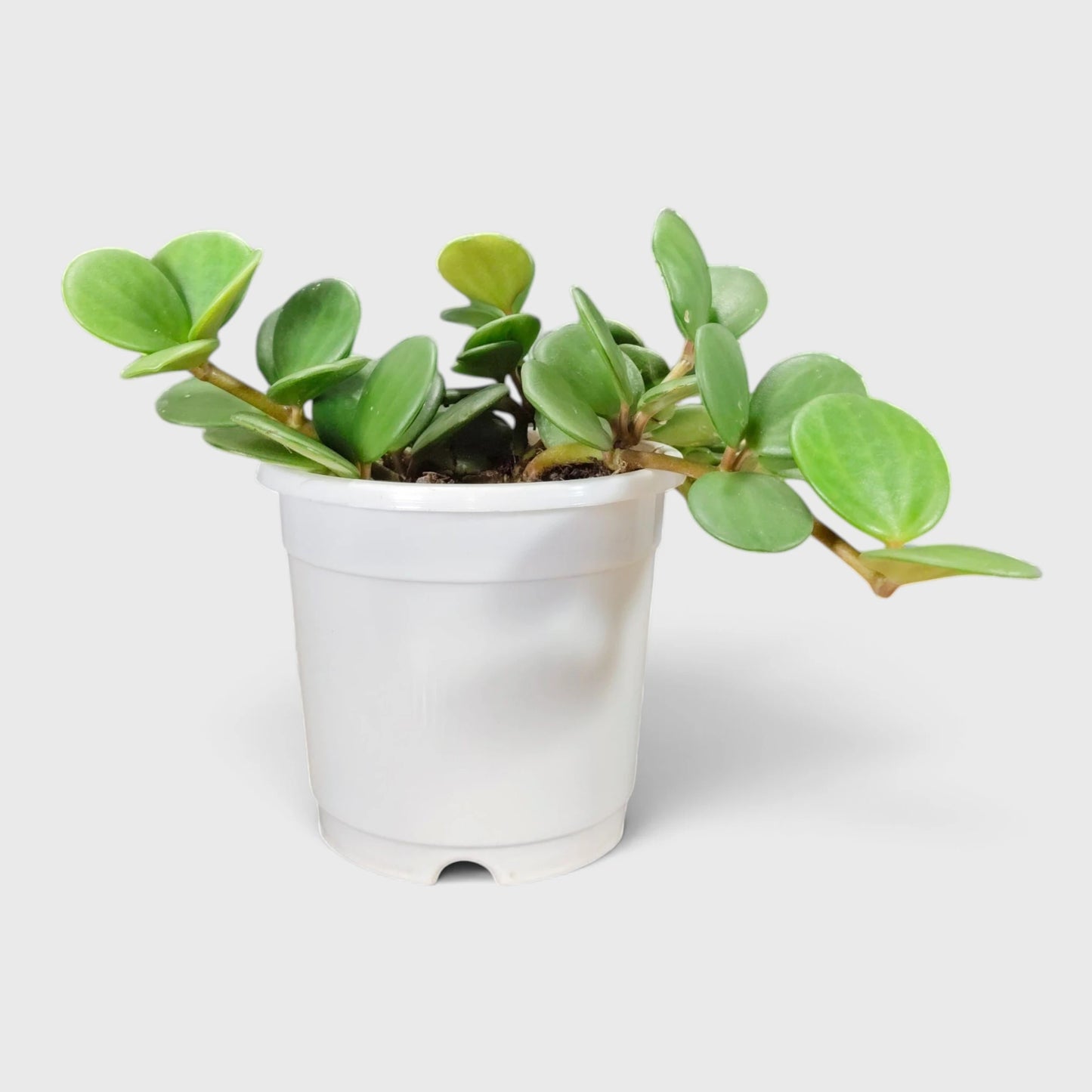 Peperomia Hope (Peperomia Tetraphylla) | Mature Hanging Indoor Plant