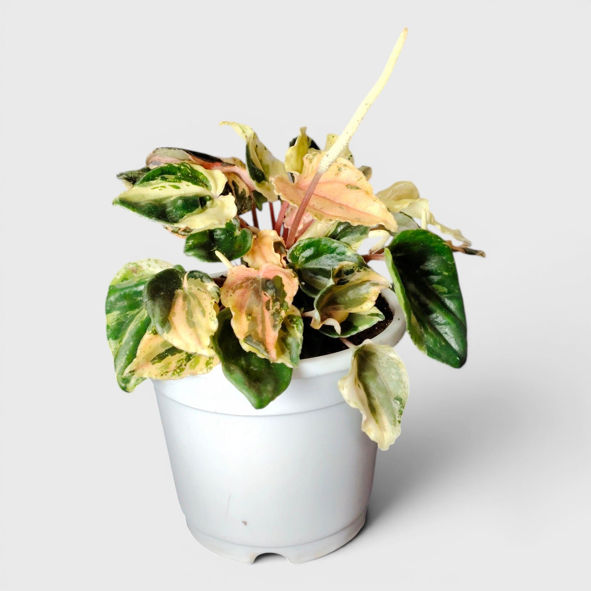 Peperomia Caperata ‘Pink Lady’ Variegated – Compact Indoor Foliage Plant