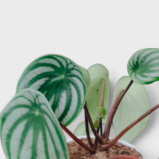 Peperomia Watermelon – Peperomia Argyreia Indoor Plant