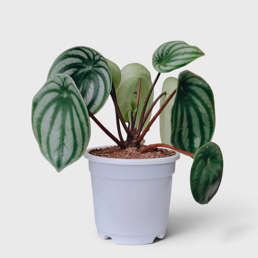 Peperomia Watermelon – Peperomia Argyreia Indoor Plant