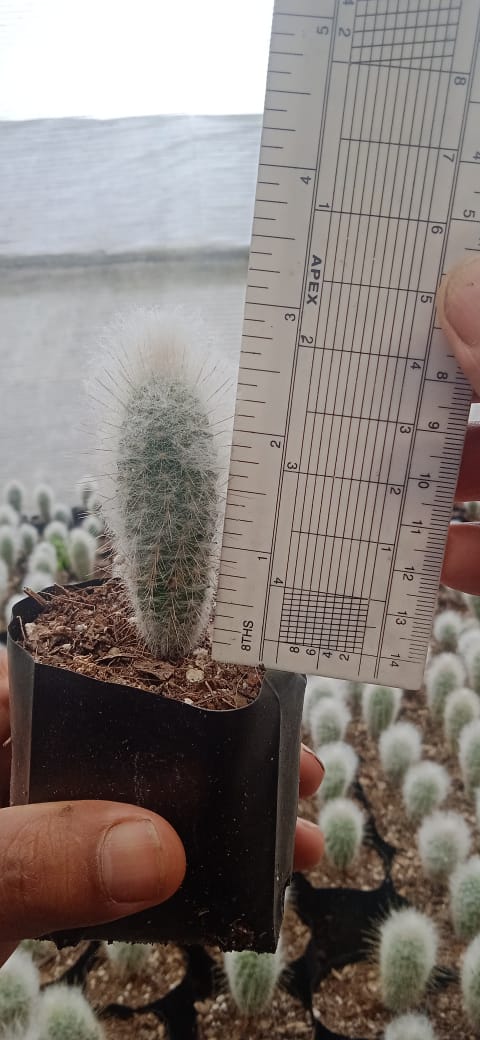 Peruvian Old Man Cactus (Espostoa Lanata) - Available on Frek - My Store