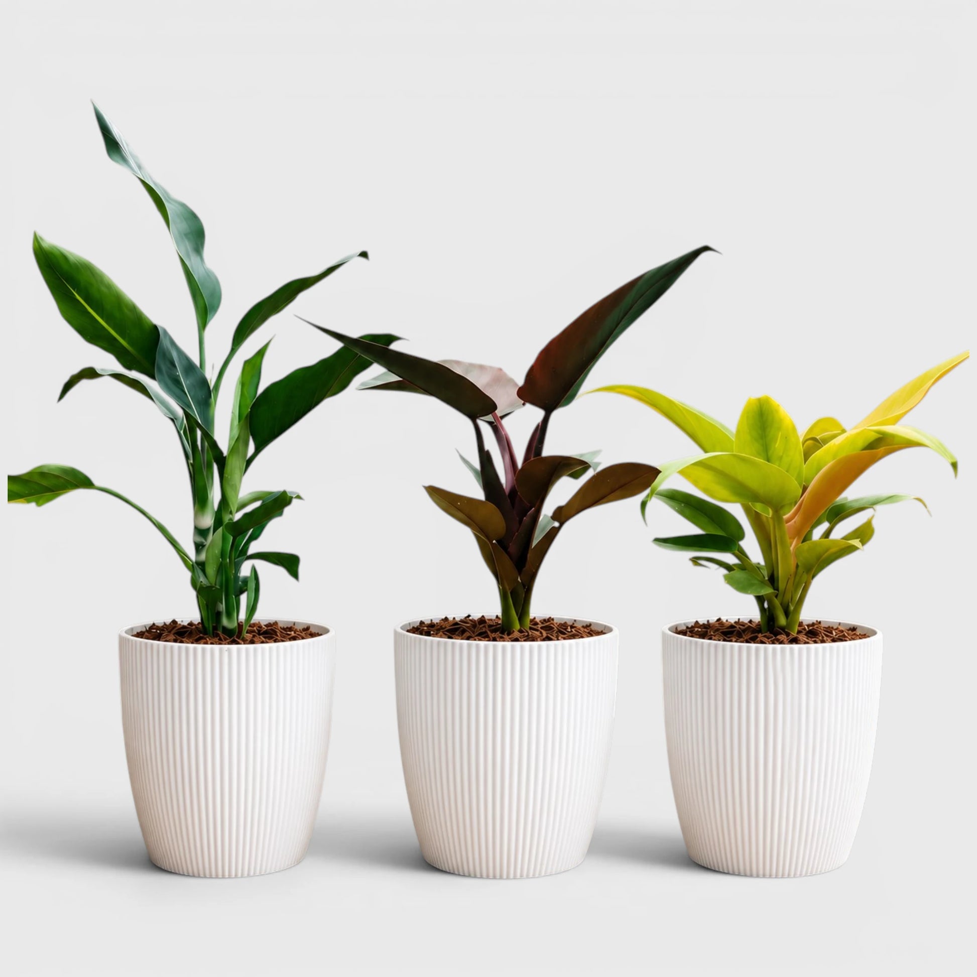 Rare Indoor House Plants Combo Set of 3 | Well Rooted Mature Plants